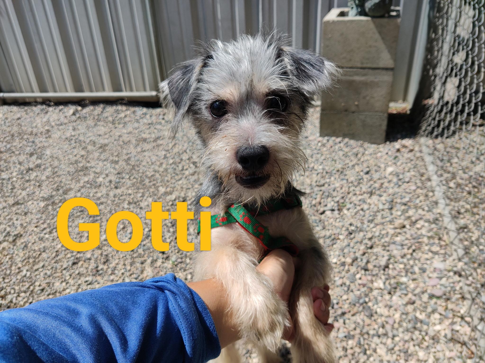 Enlarge GOTTI (adopt or foster), an adopted mixed breed in Pasadena, CA image 2/5