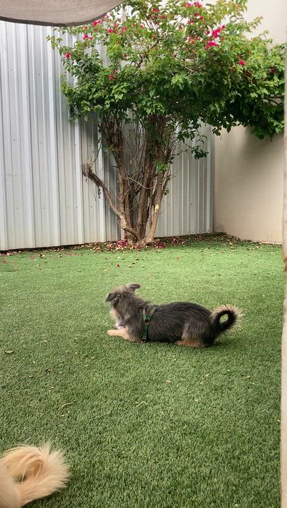 Enlarge GOTTI (adopt or foster), an adopted mixed breed in Pasadena, CA video 4/5