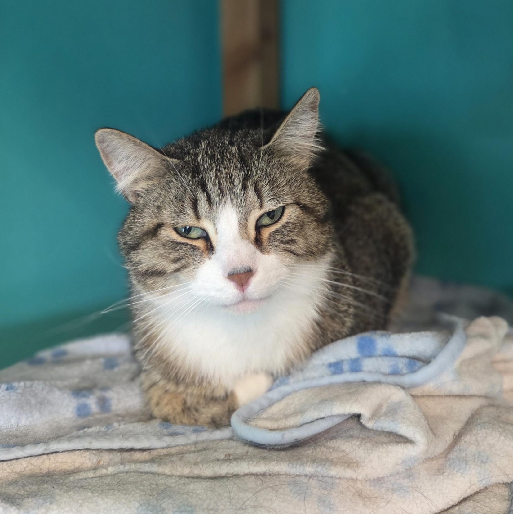 Stars N' Stripes, ADOPTABLE, Adult Male Domestic Short Hair.