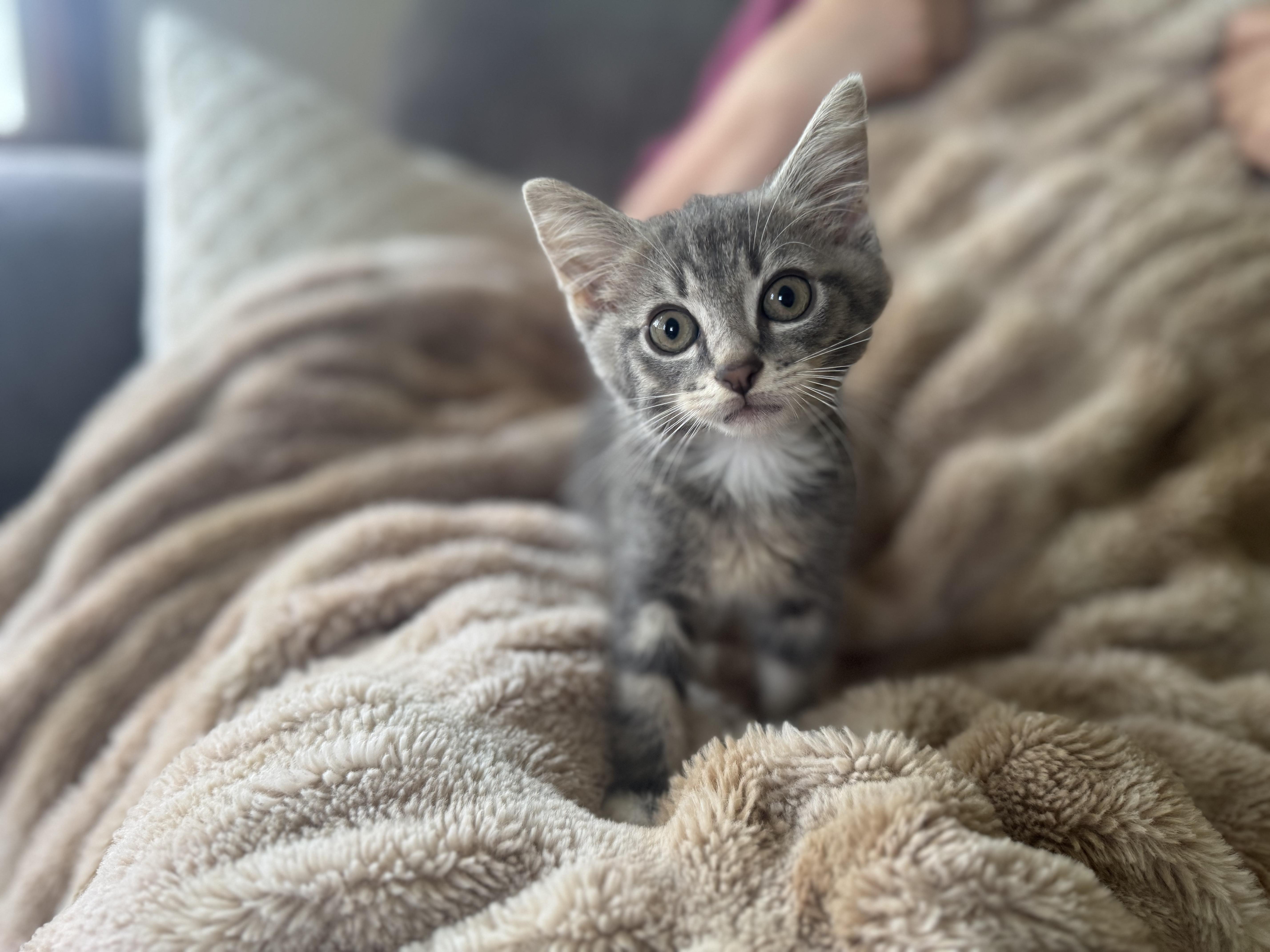 Louis