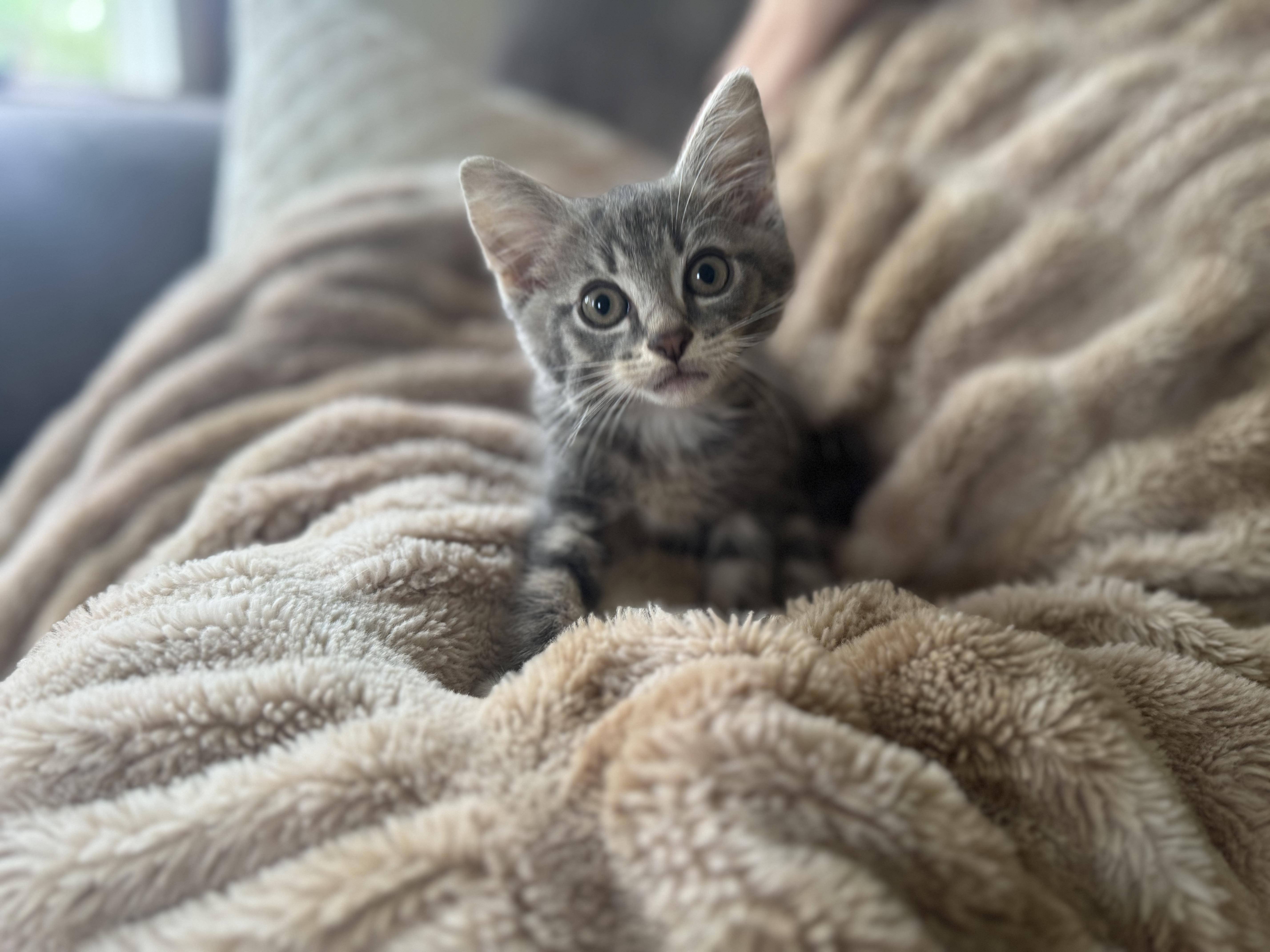 Louis