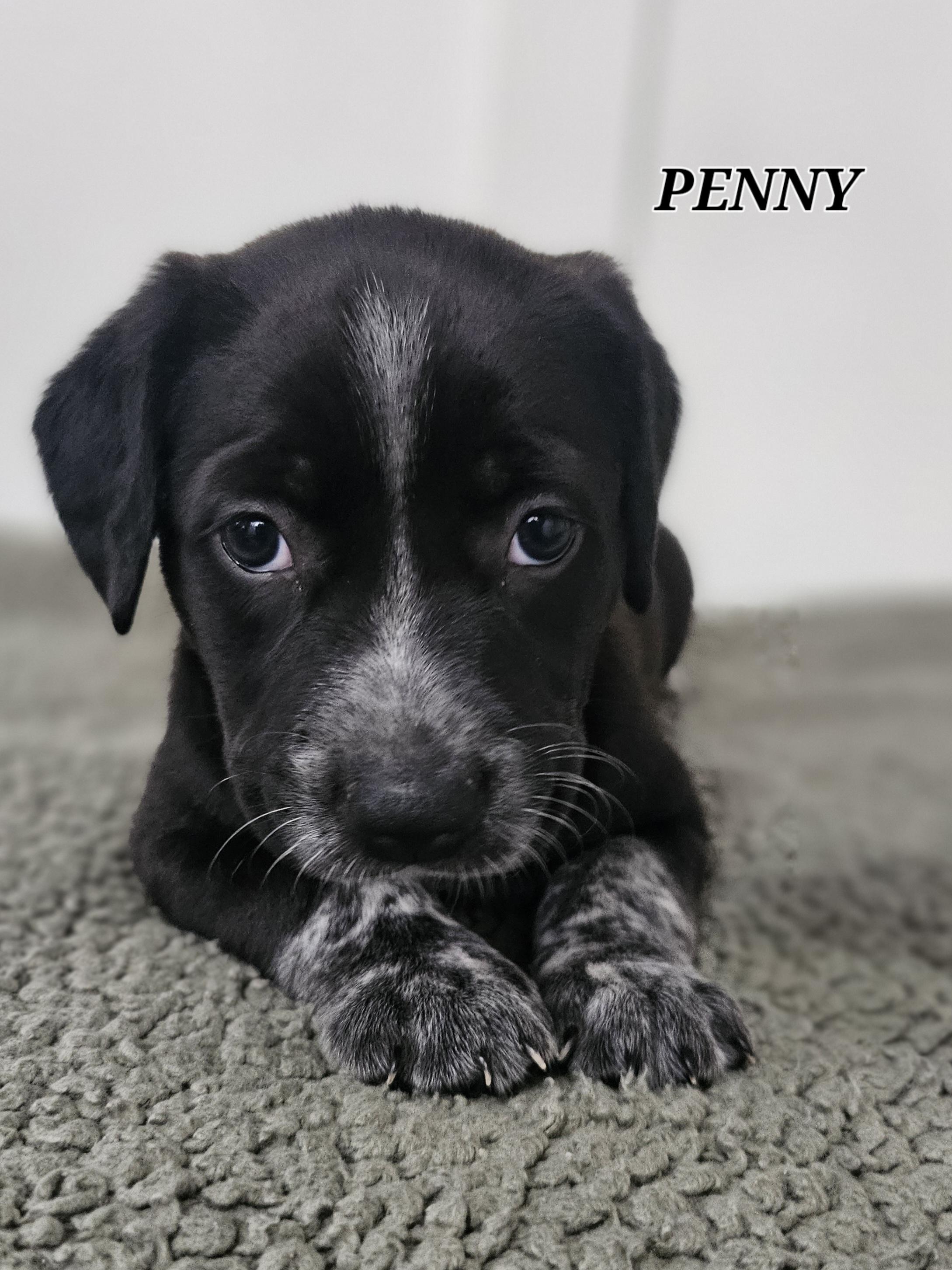 Dog for adoption - Penny, a Labrador Retriever Mix in Monroe, NC ...
