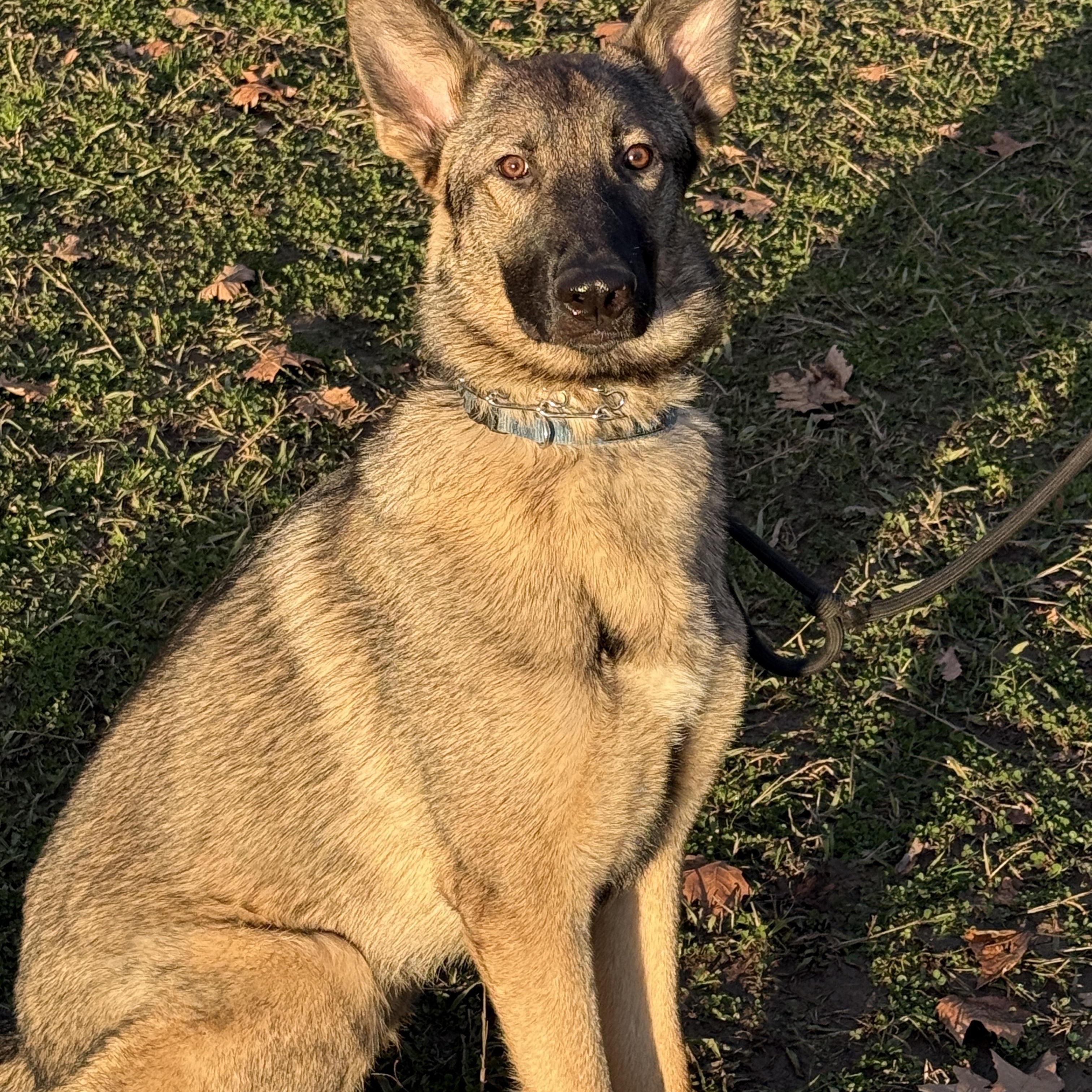 Rookie 0125 — thumbnail 3