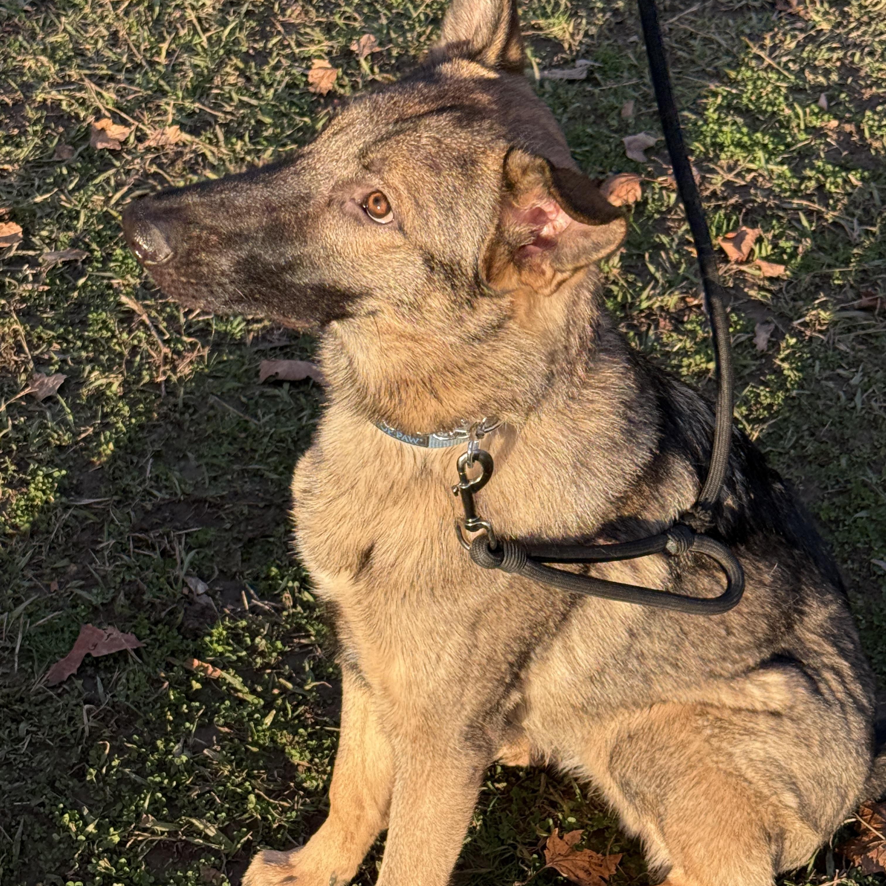 Rookie 0125 — thumbnail 4