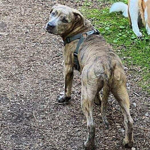 Alli, an adoptable Mountain Cur in Abbotsford, BC, V3G 2L5 | Photo Image 4