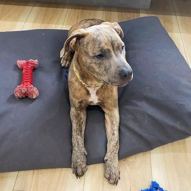 Alli, an adoptable Mountain Cur in Abbotsford, BC, V3G 2L5 | Photo Image 1