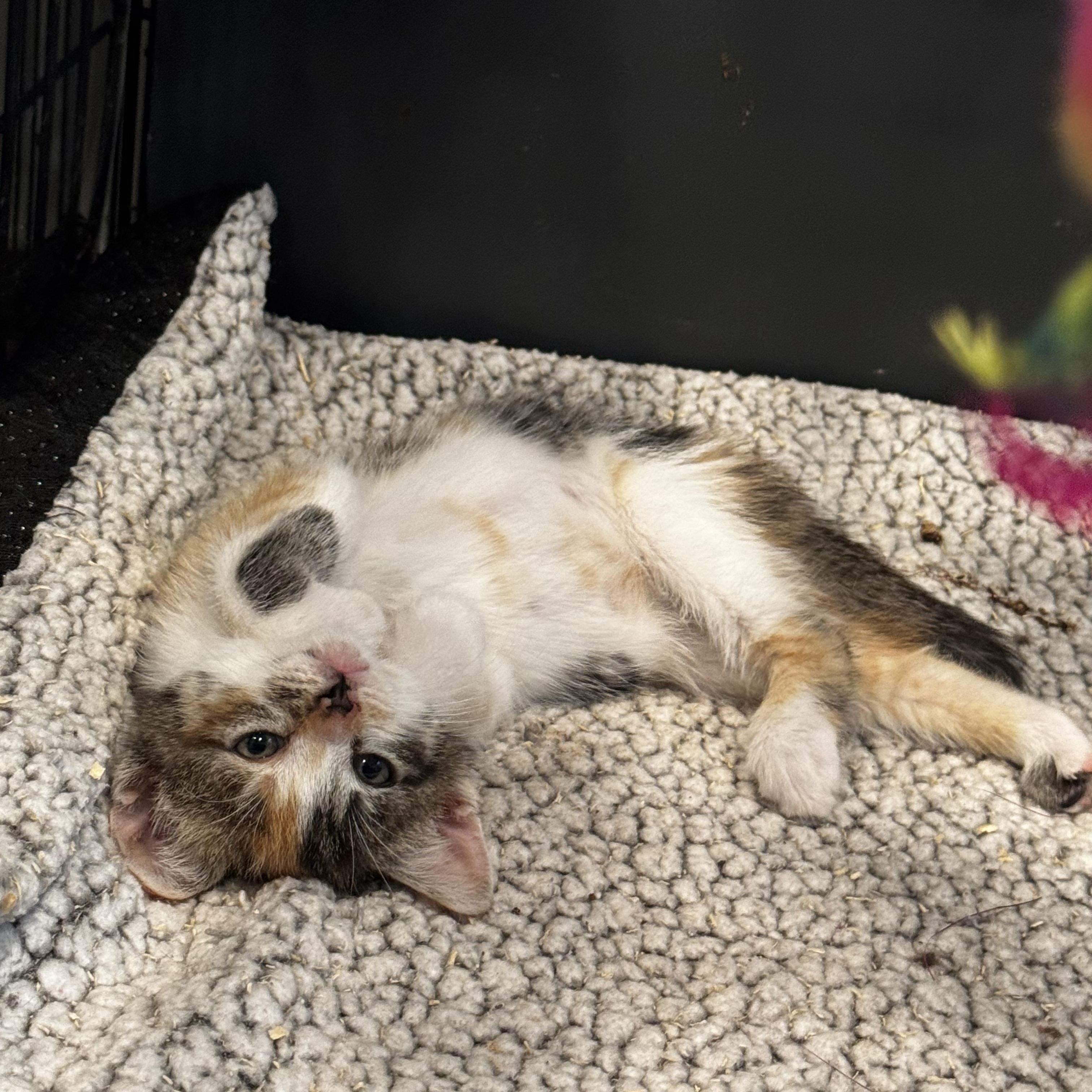 Anita, a ADOPTABLE mixed breed in Moriches, NY image 1/3