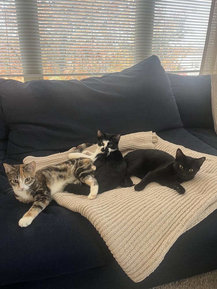 Enlarge Veronica Lodge, a Adoptable Domestic Short Hair in Warren, CT image 2/6