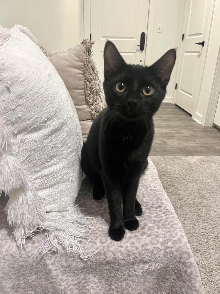 Enlarge Veronica Lodge, a Adoptable Domestic Short Hair in Warren, CT image 6/6