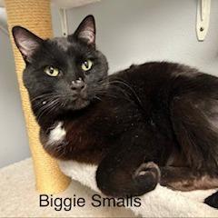 Biggie Smalls--In Foster