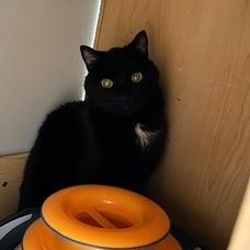 Biggie Smalls--In Foster — thumbnail 3