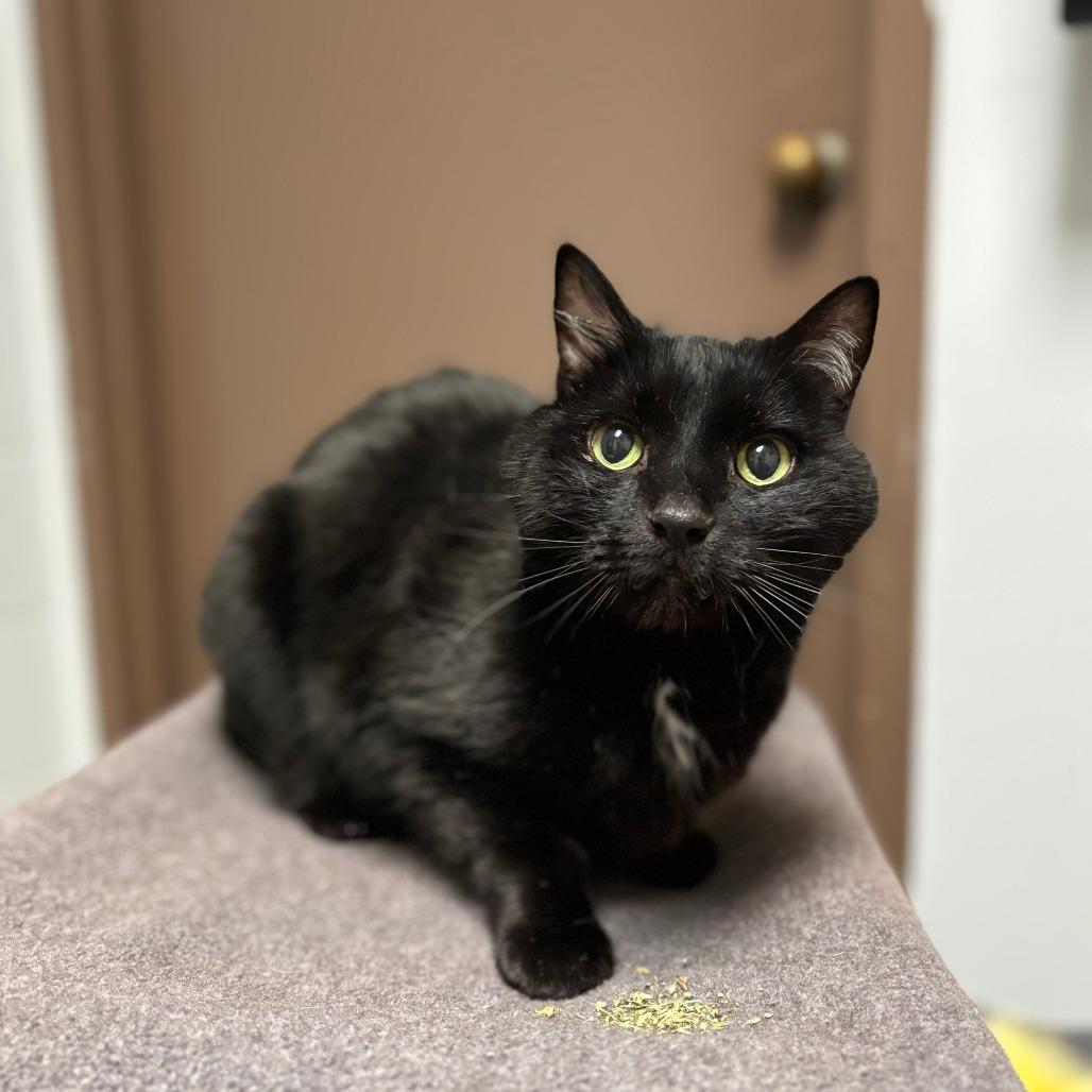 Biggie Smalls--In Foster — thumbnail 4