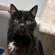 Biggie Smalls--In Foster — thumbnail 5