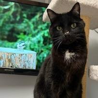 Biggie Smalls--In Foster — thumbnail 6