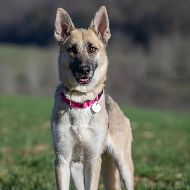 Enlarge Sheba (26-152), a Adoptable German Shepherd Dog in New Ringgold, PA image 1/6