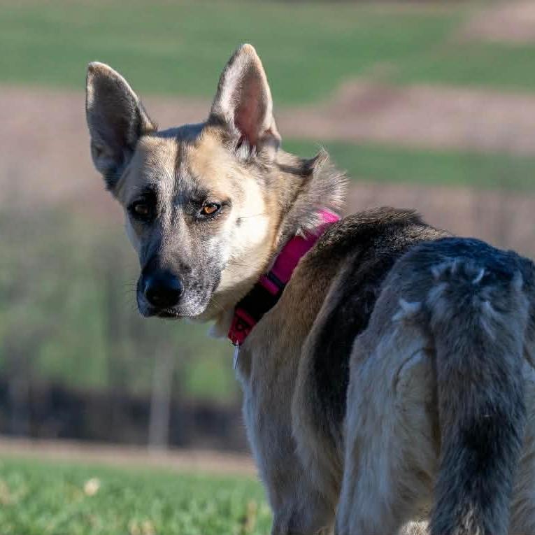Enlarge Sheba (26-152), a Adoptable German Shepherd Dog in New Ringgold, PA image 2/6