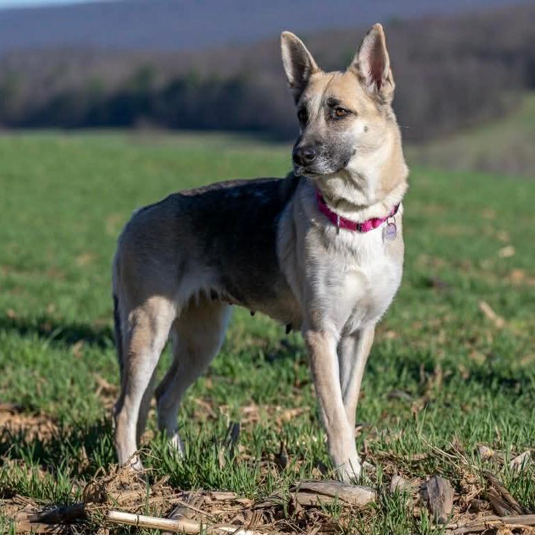 Enlarge Sheba (26-152), a Adoptable German Shepherd Dog in New Ringgold, PA image 3/6