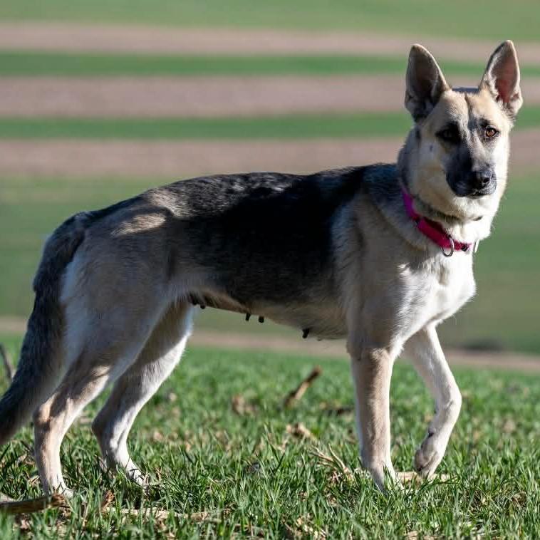 Enlarge Sheba (26-152), a Adoptable German Shepherd Dog in New Ringgold, PA image 4/6