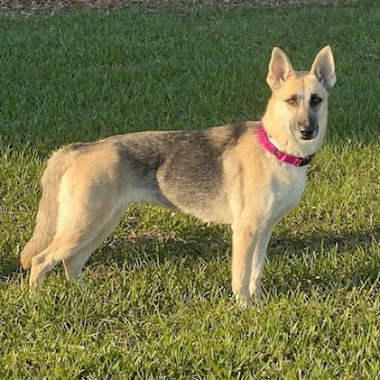 Enlarge Sheba (26-152), a Adoptable German Shepherd Dog in New Ringgold, PA image 5/6