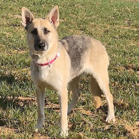 Enlarge Sheba (26-152), a Adoptable German Shepherd Dog in New Ringgold, PA image 6/6
