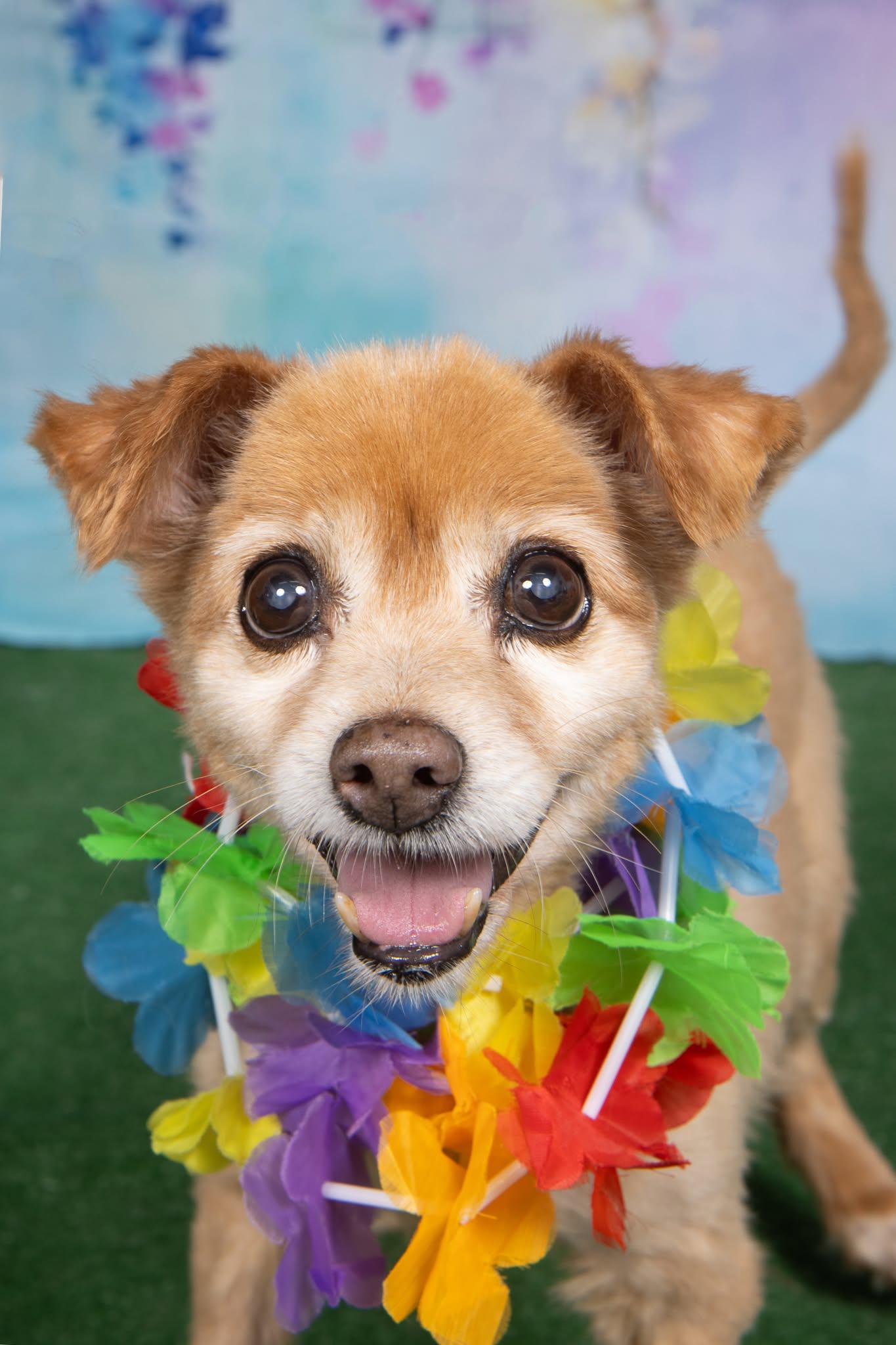 Sandy Lee, a ADOPTABLE mixed breed in Cleveland, OH image 2/4