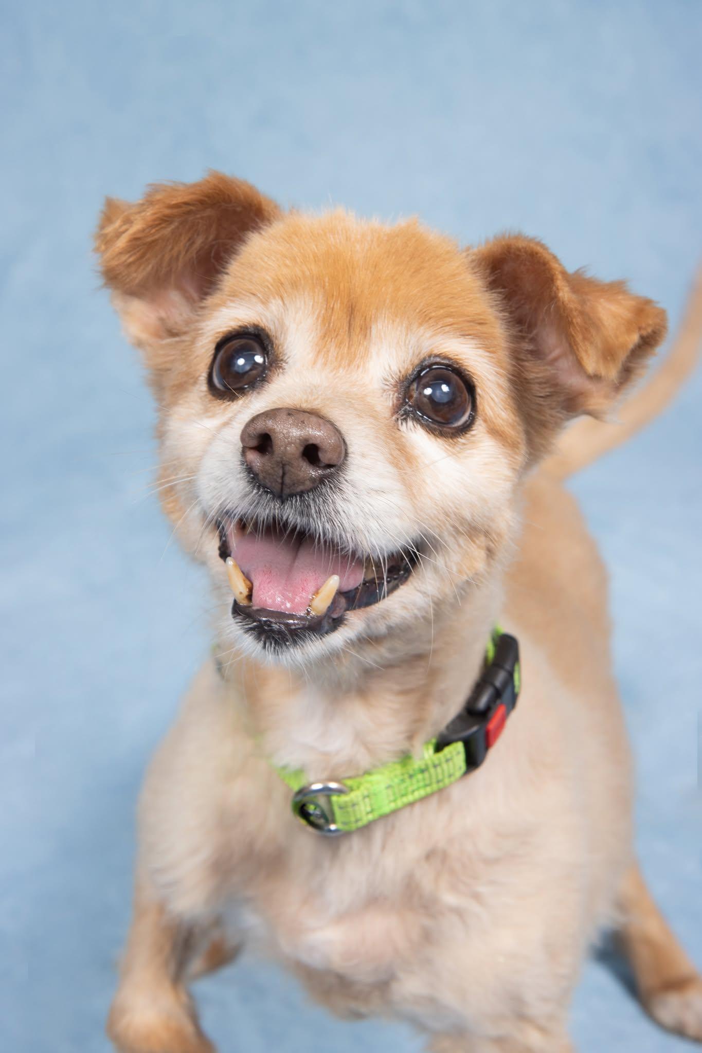 Sandy Lee, a ADOPTABLE mixed breed in Cleveland, OH image 4/4