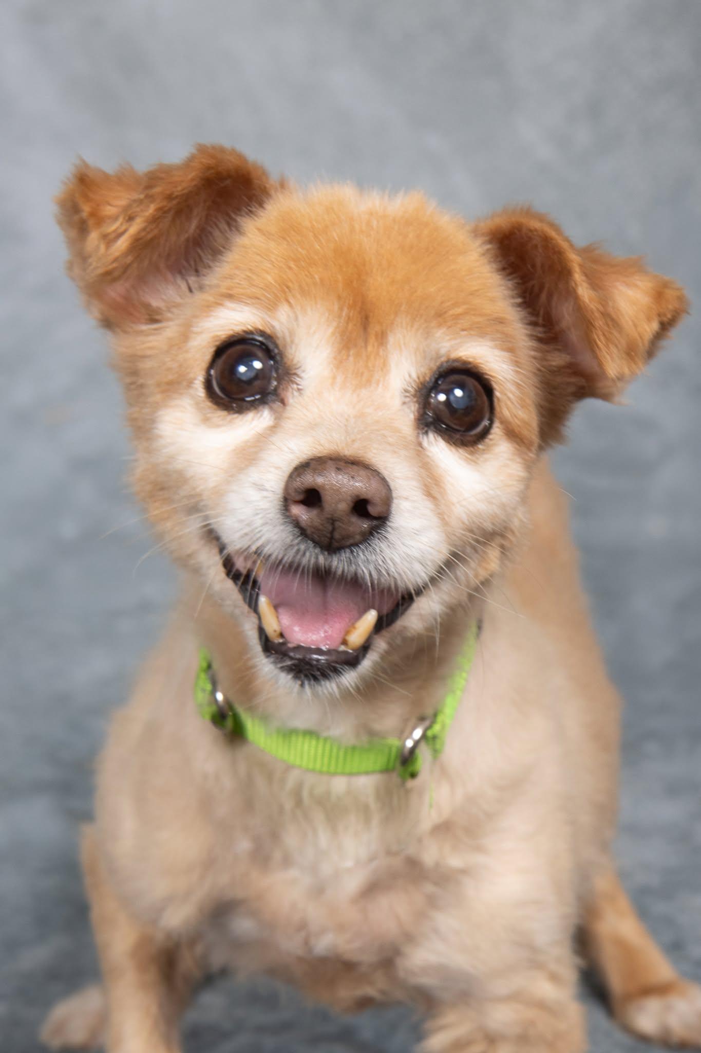 Sandy Lee, a ADOPTABLE mixed breed in Cleveland, OH image 1/4