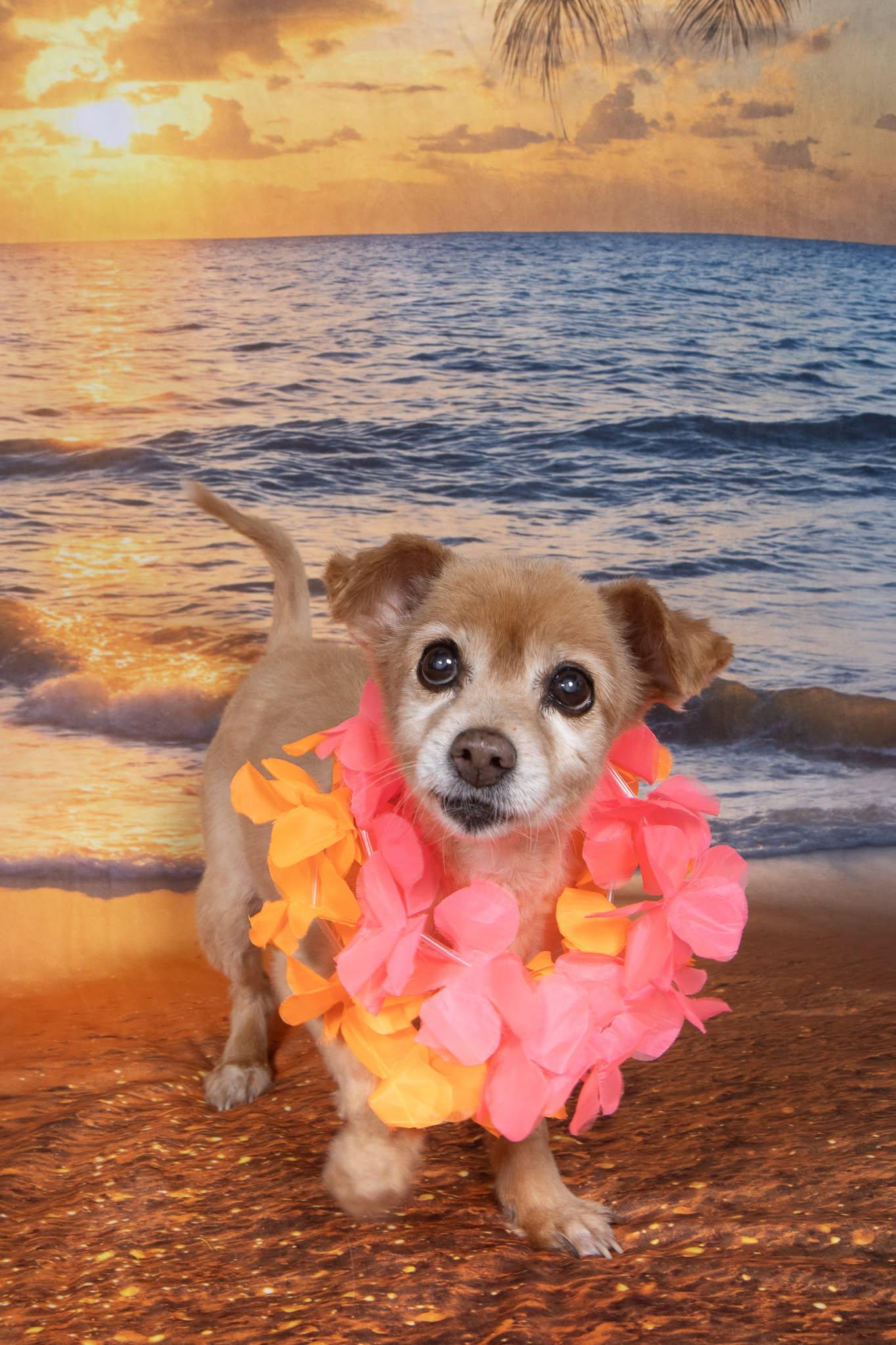 Sandy Lee, a ADOPTABLE mixed breed in Cleveland, OH image 3/4