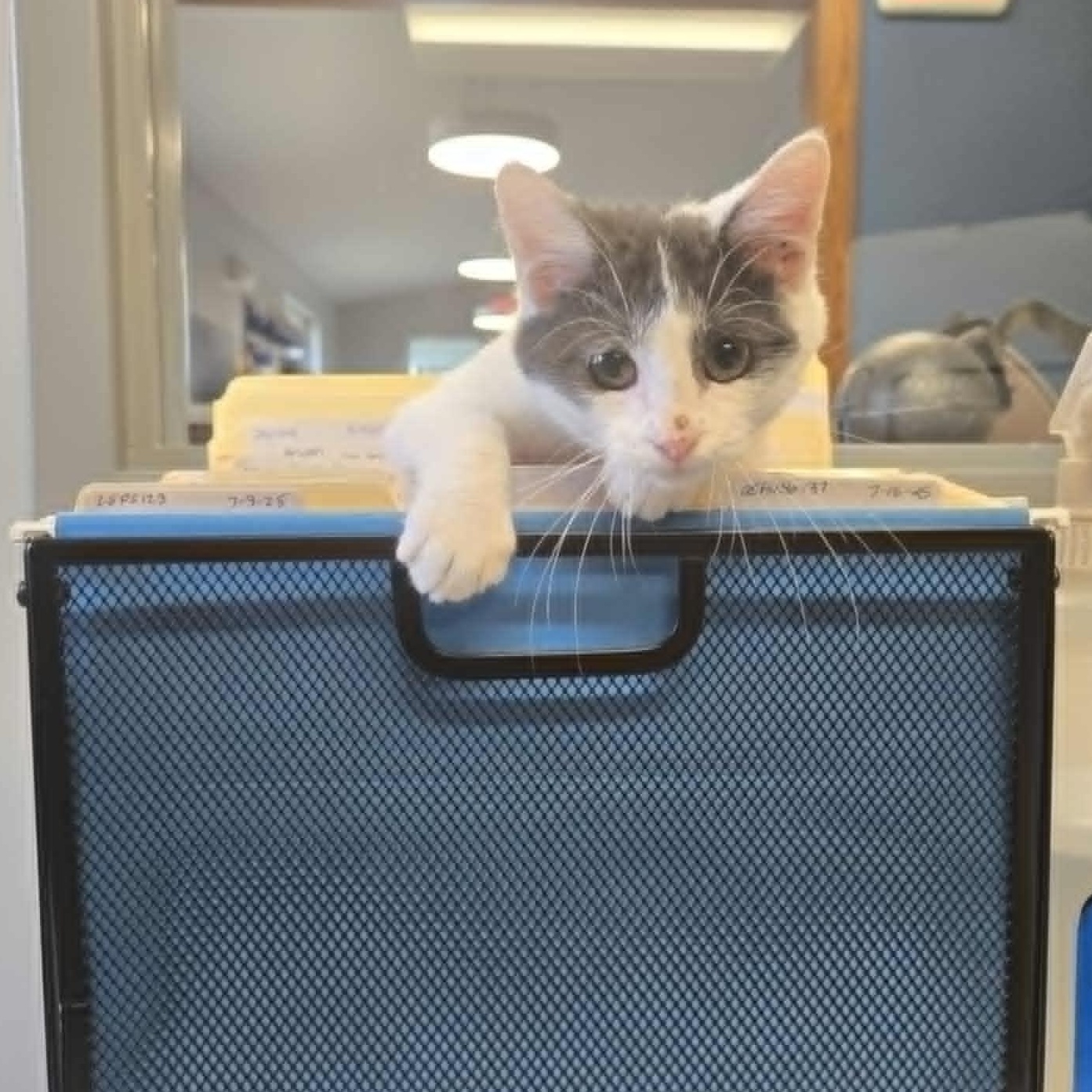 Scuttle *FELV*, a Adoptable Domestic Short Hair in Watertown, WI image 4/4