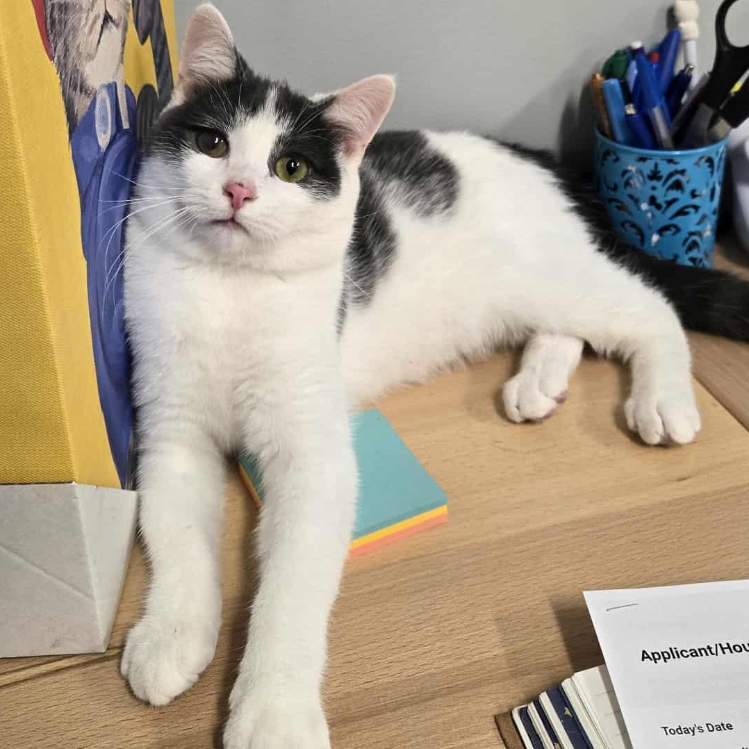 Scuttle *FELV*, a Adoptable Domestic Short Hair in Watertown, WI image 1/4