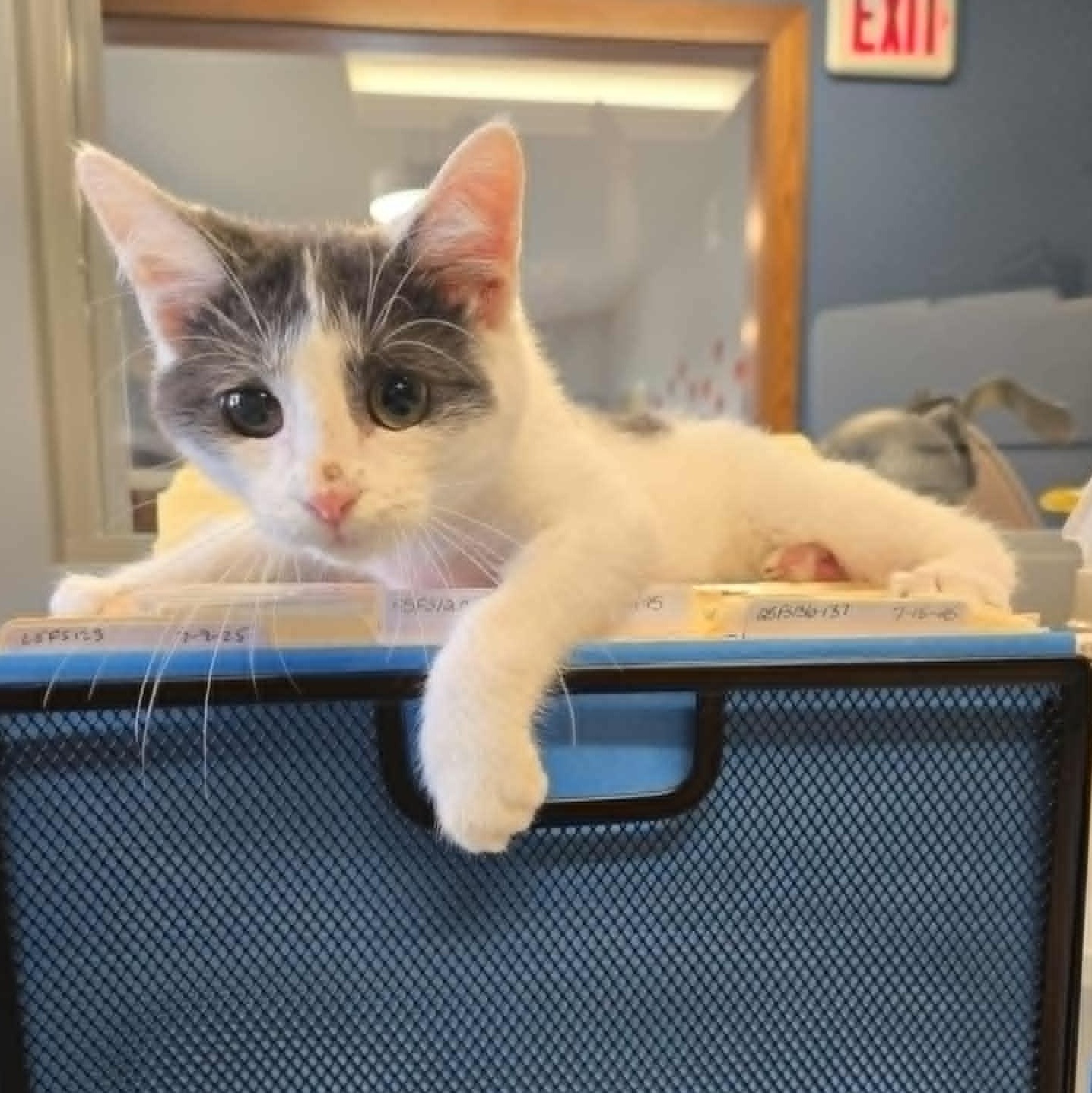 Scuttle *FELV*, a Adoptable Domestic Short Hair in Watertown, WI image 3/4