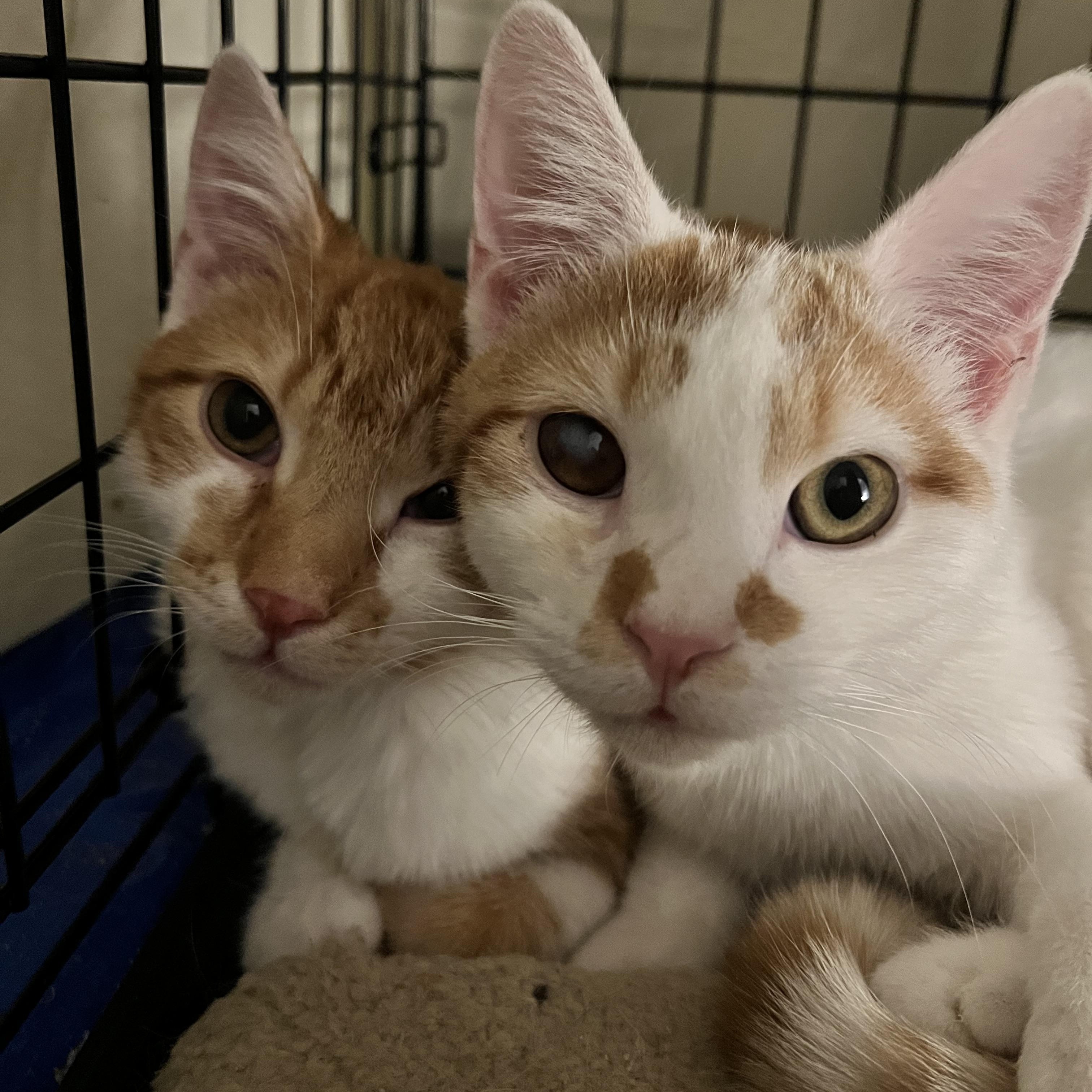 Barley Whit (handsome brother of Rascal)