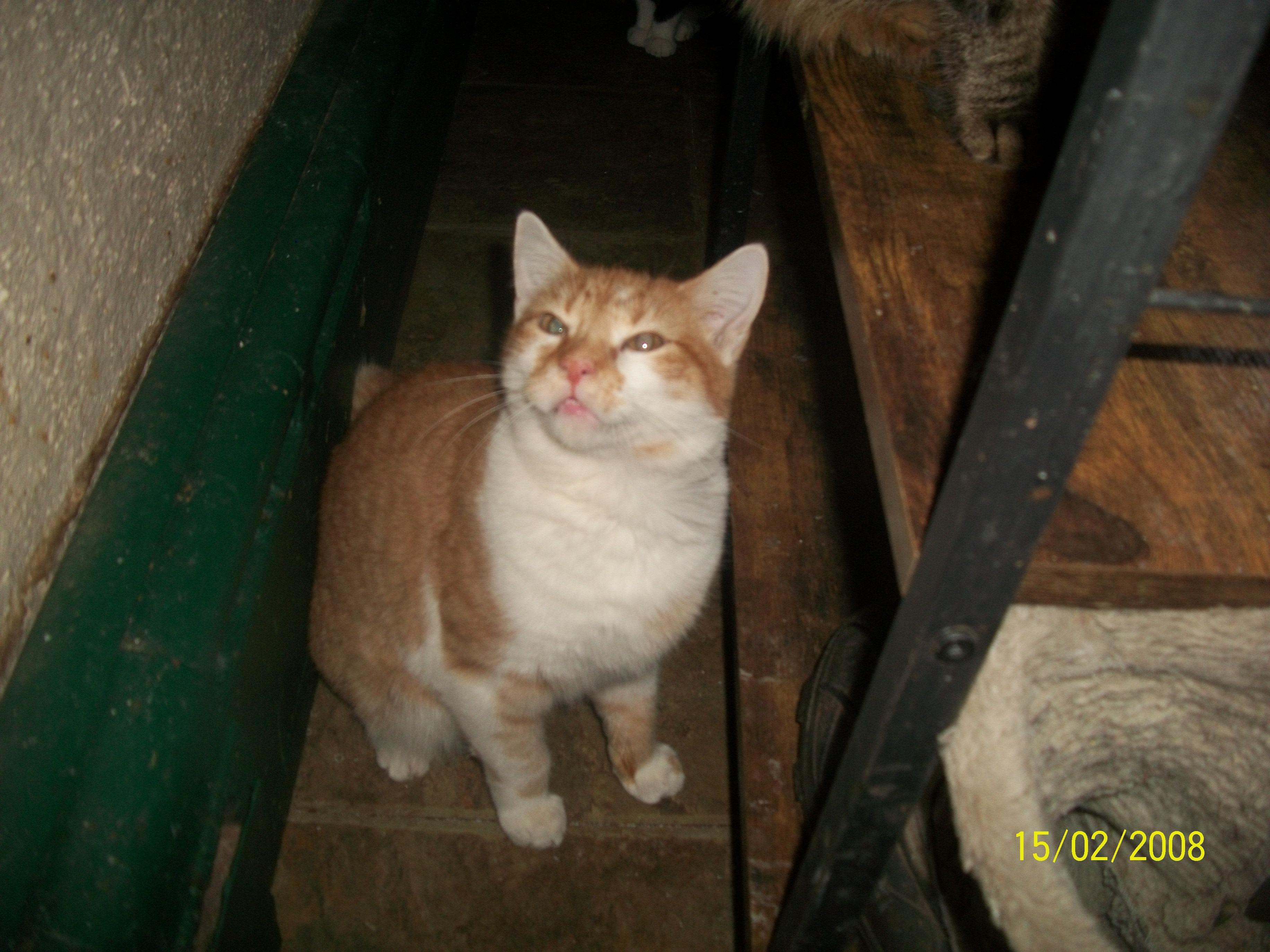 Barley Whit (handsome brother of Rascal) — thumbnail 2