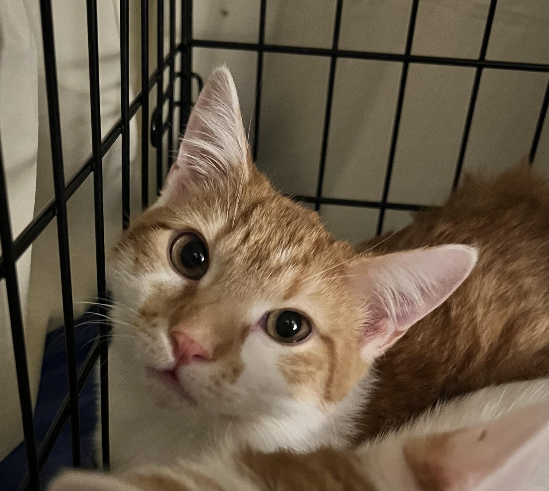 Barley Whit (handsome brother of Rascal) — thumbnail 3