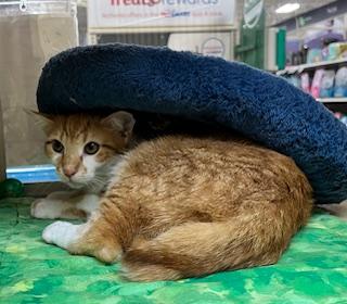 Barley Whit (handsome brother of Rascal) — thumbnail 4