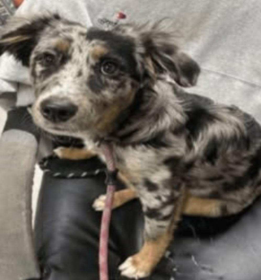 Enlarge Allie, a Adopted Australian Shepherd in merrillville, IN image 1/6