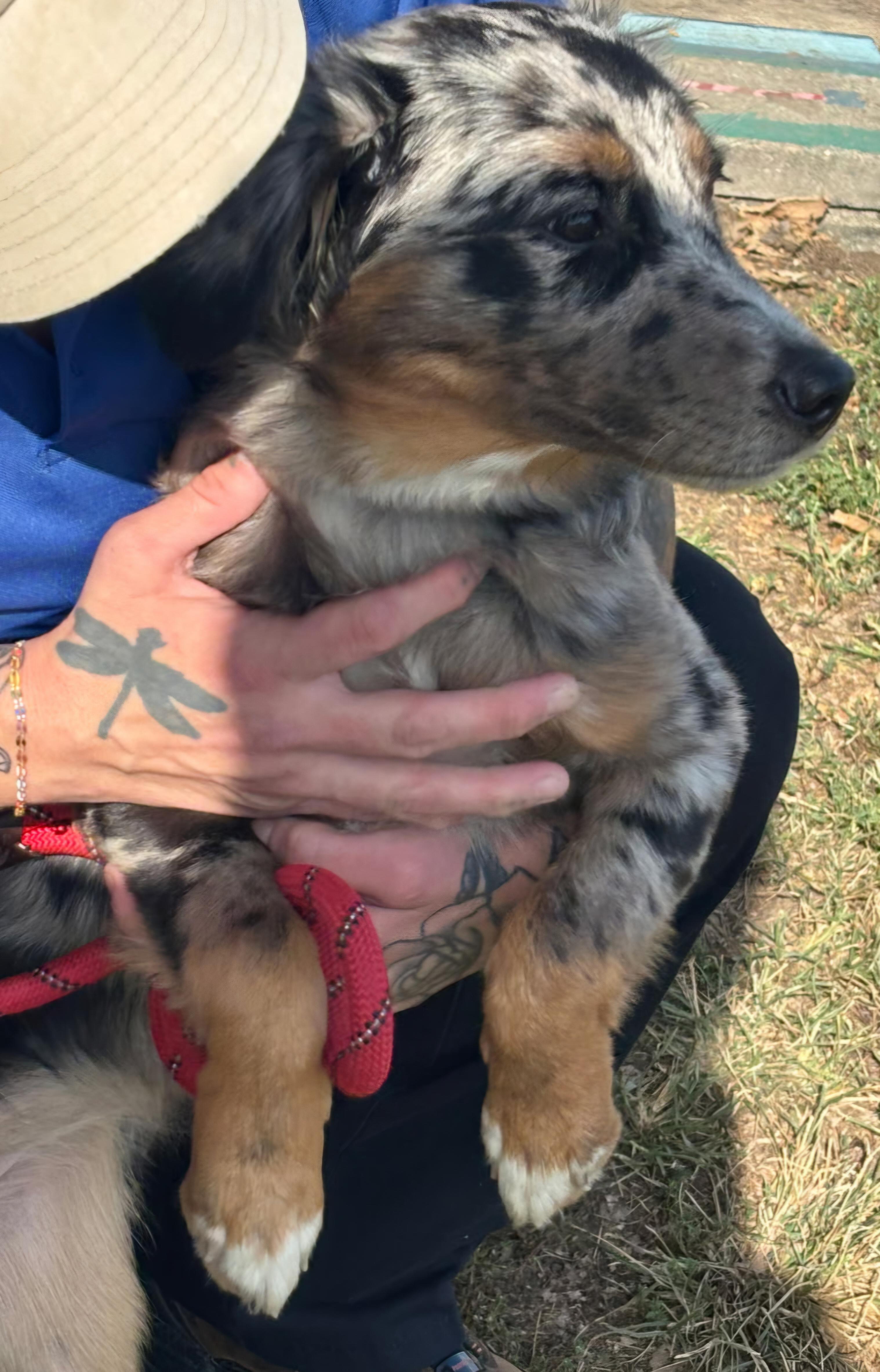 Enlarge Allie, a Adopted Australian Shepherd in merrillville, IN image 2/6