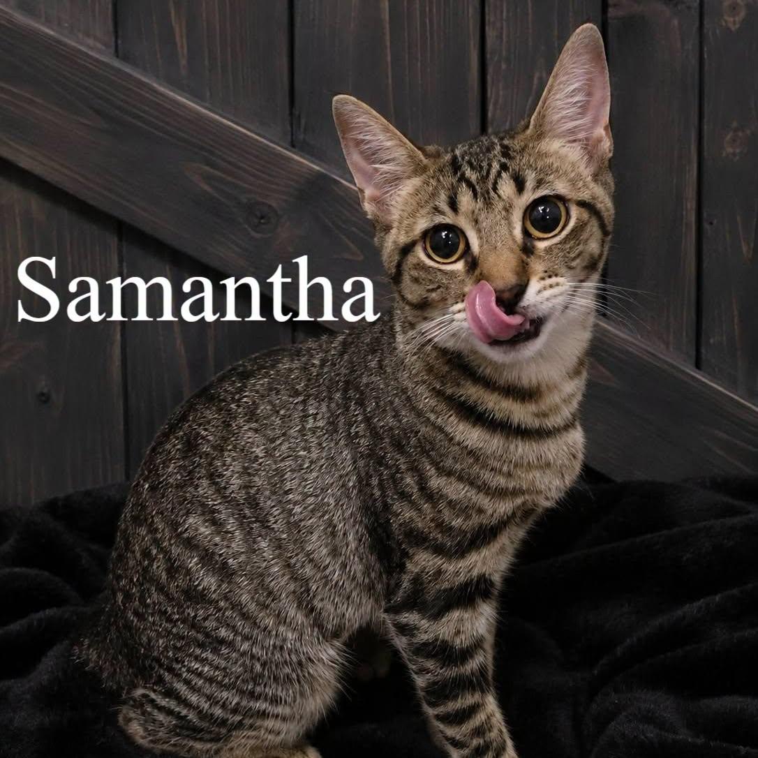 Samantha, Adoptable, Kitten Female Domestic Short Hair.