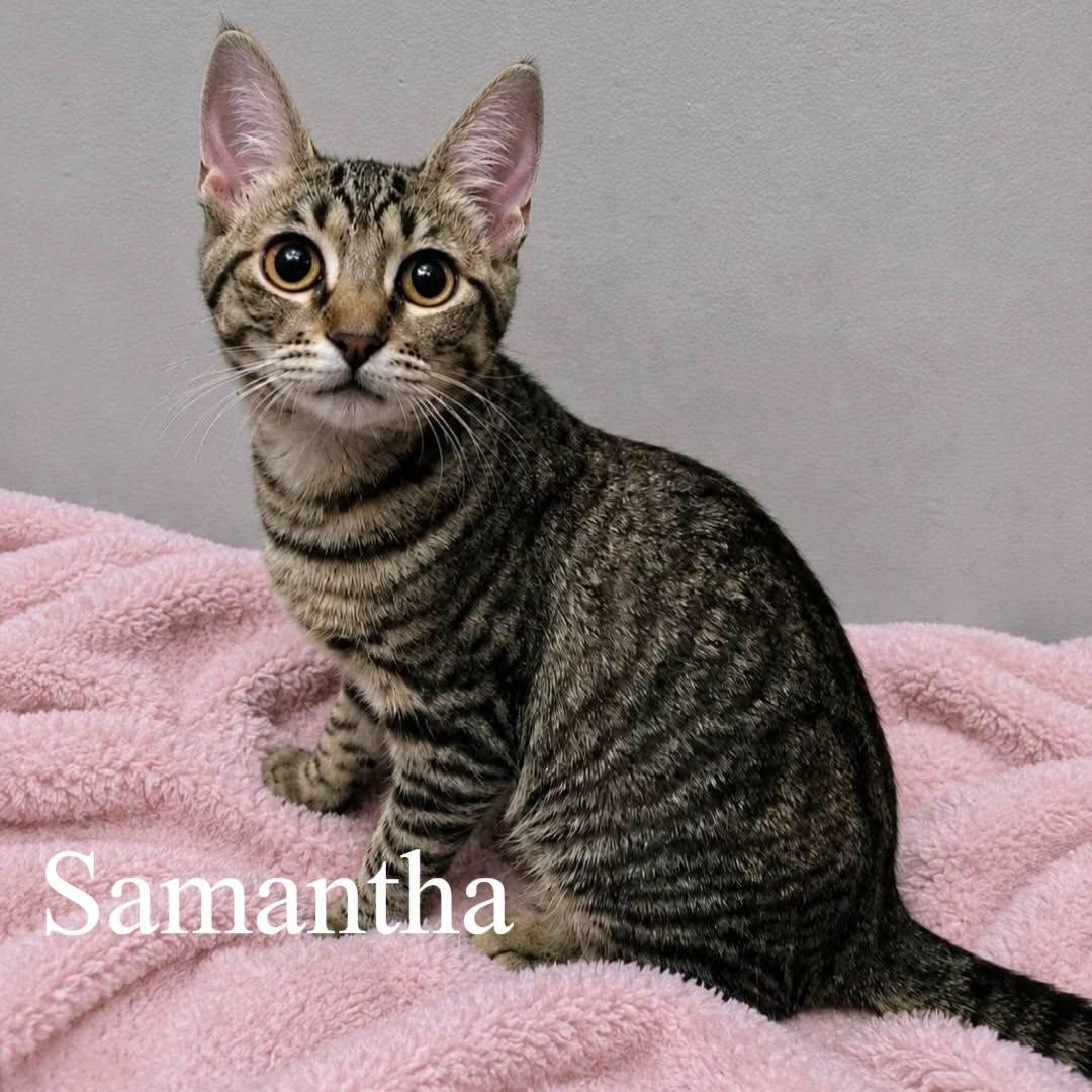 Enlarge Samantha, a Adoptable Domestic Short Hair in Queen Creek, AZ image 2/4