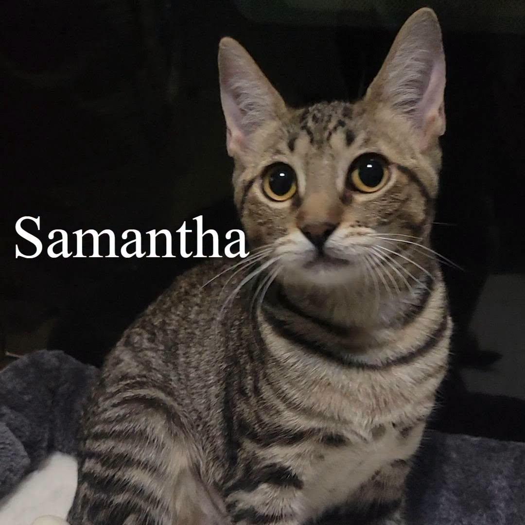 Enlarge Samantha, a Adoptable Domestic Short Hair in Queen Creek, AZ image 3/4