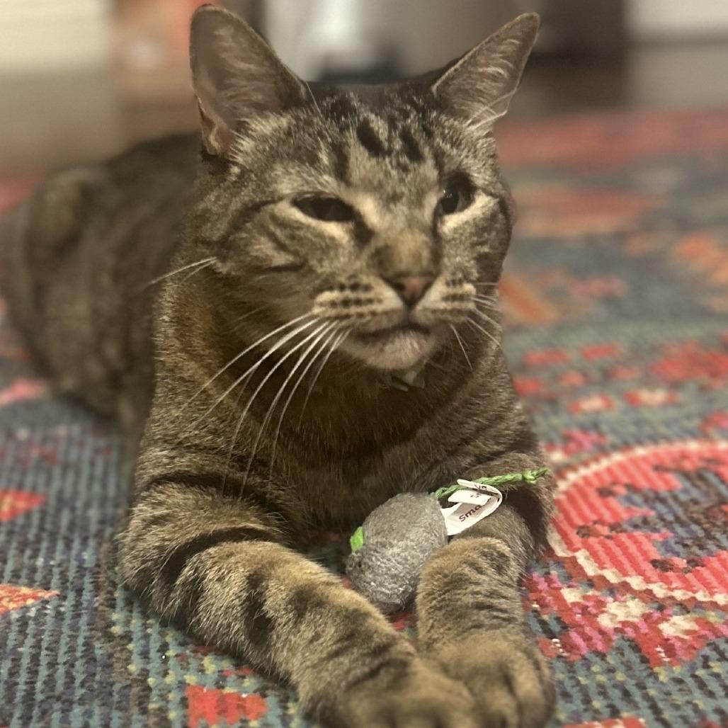 Georgie, Adoptable, Senior Male Domestic Short Hair.