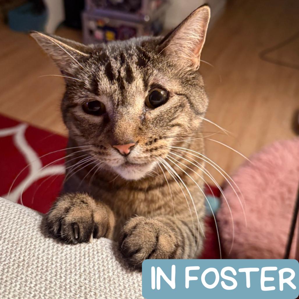 Enlarge Georgie, a Adoptable Domestic Short Hair in Denver, CO image 2/6