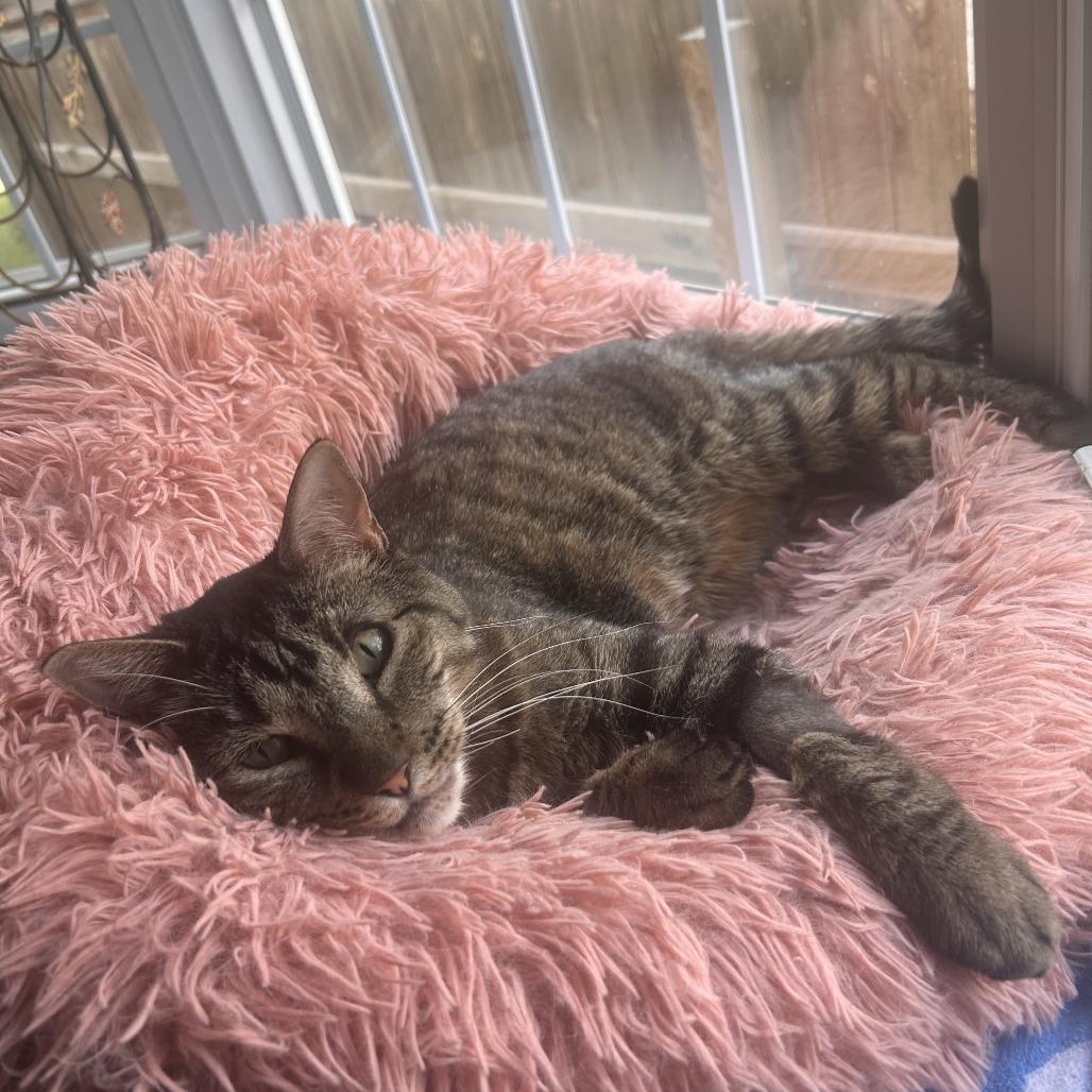 Enlarge Georgie, a Adoptable Domestic Short Hair in Denver, CO image 4/6