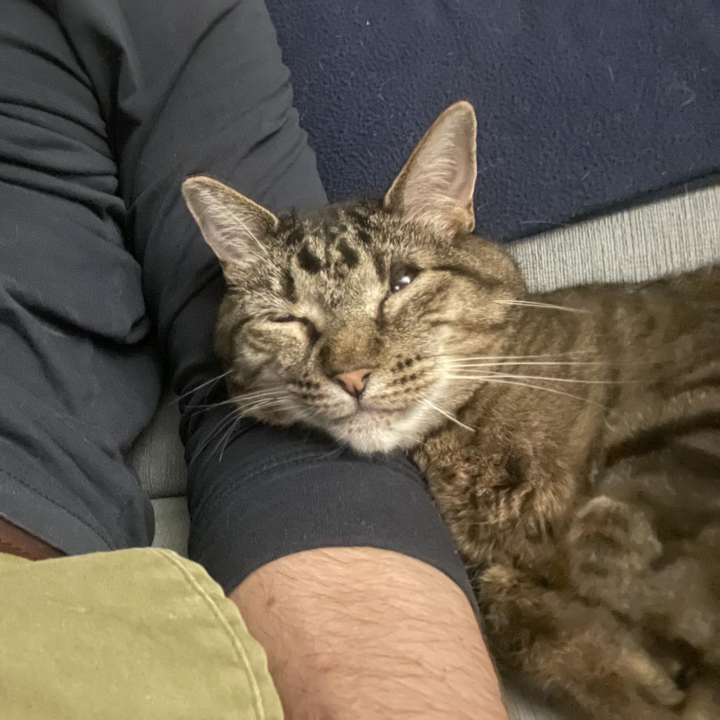 Enlarge Georgie, a Adoptable Domestic Short Hair in Denver, CO image 5/6