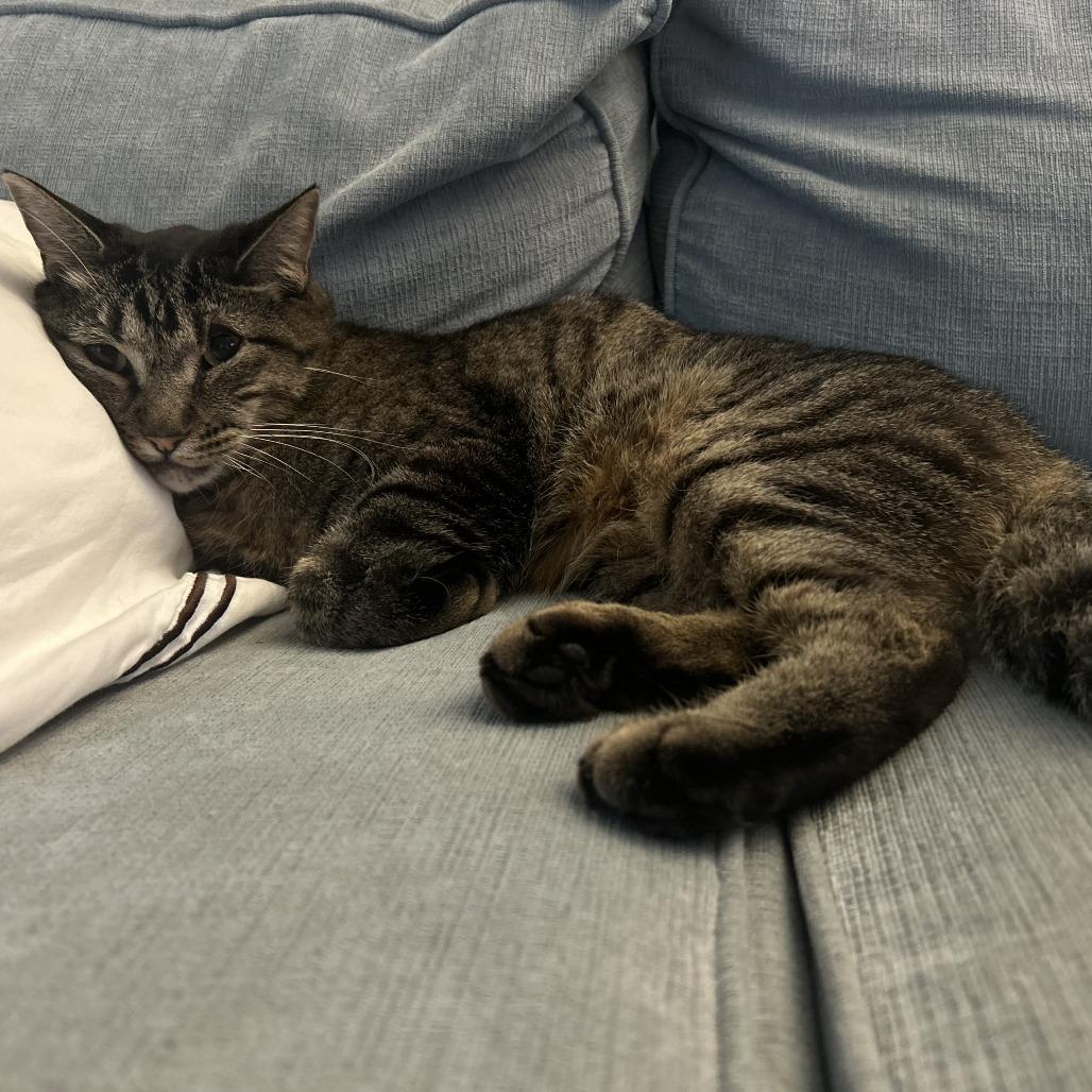 Enlarge Georgie, a Adoptable Domestic Short Hair in Denver, CO image 6/6