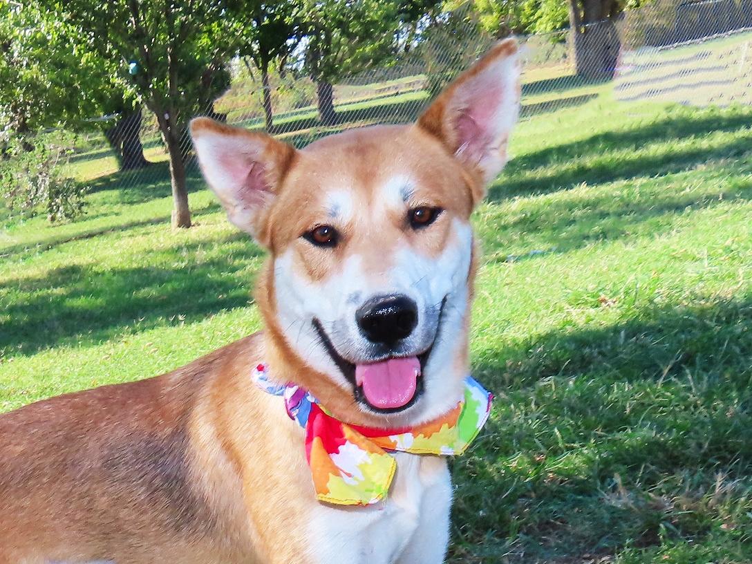 Enlarge Suki 26C-236B, a Adoptable mixed breed in Rogers, AR image 1/5