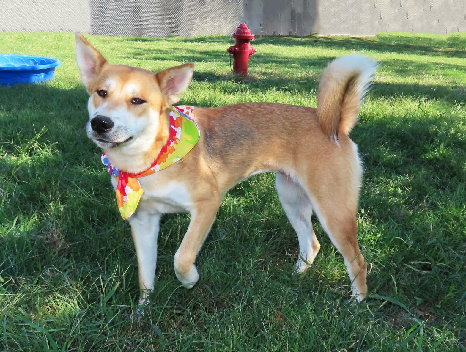 Enlarge Suki 26C-236B, a Adoptable mixed breed in Rogers, AR image 3/5
