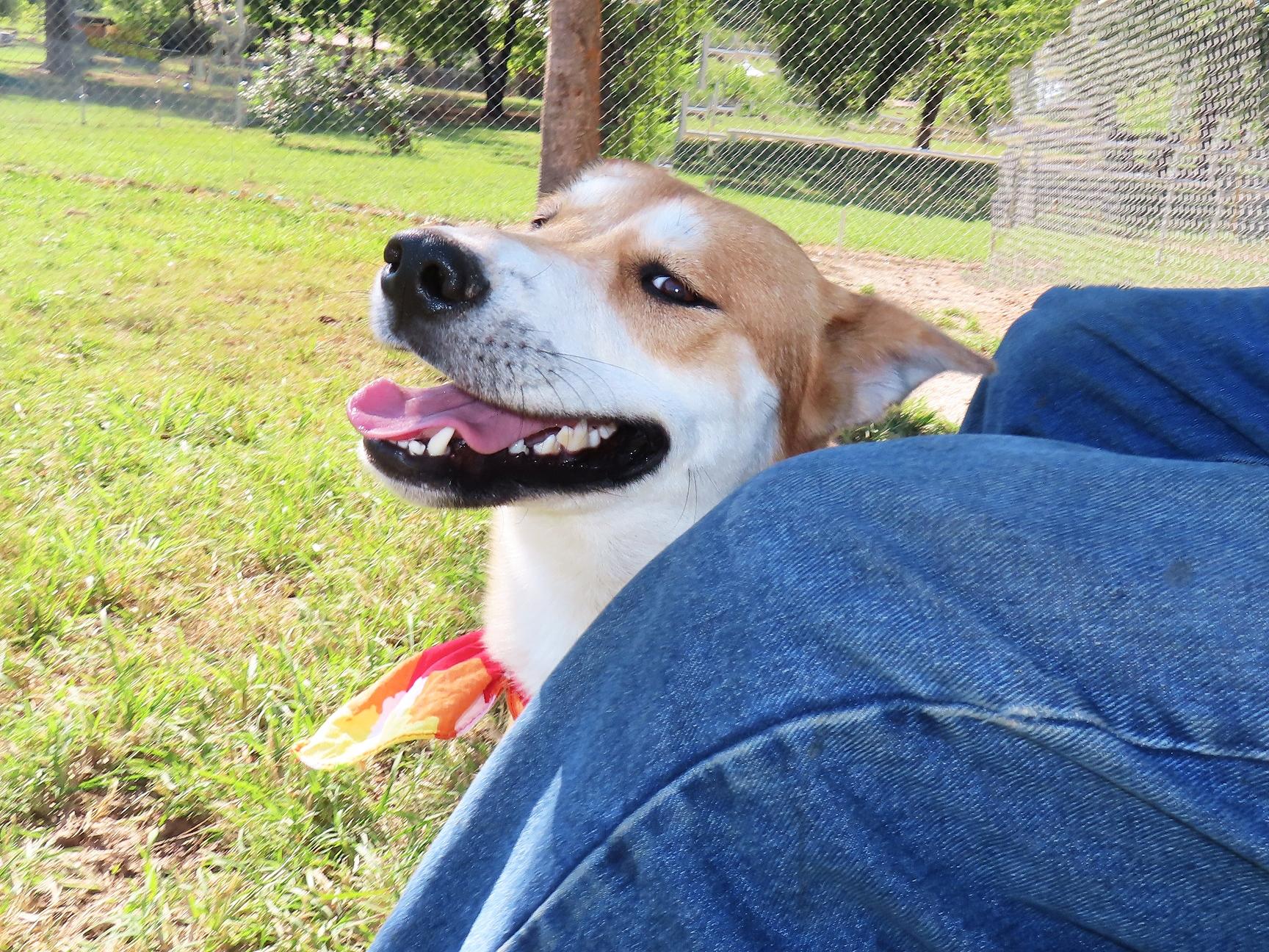 Enlarge Suki 26C-236B, a Adoptable mixed breed in Rogers, AR image 2/5