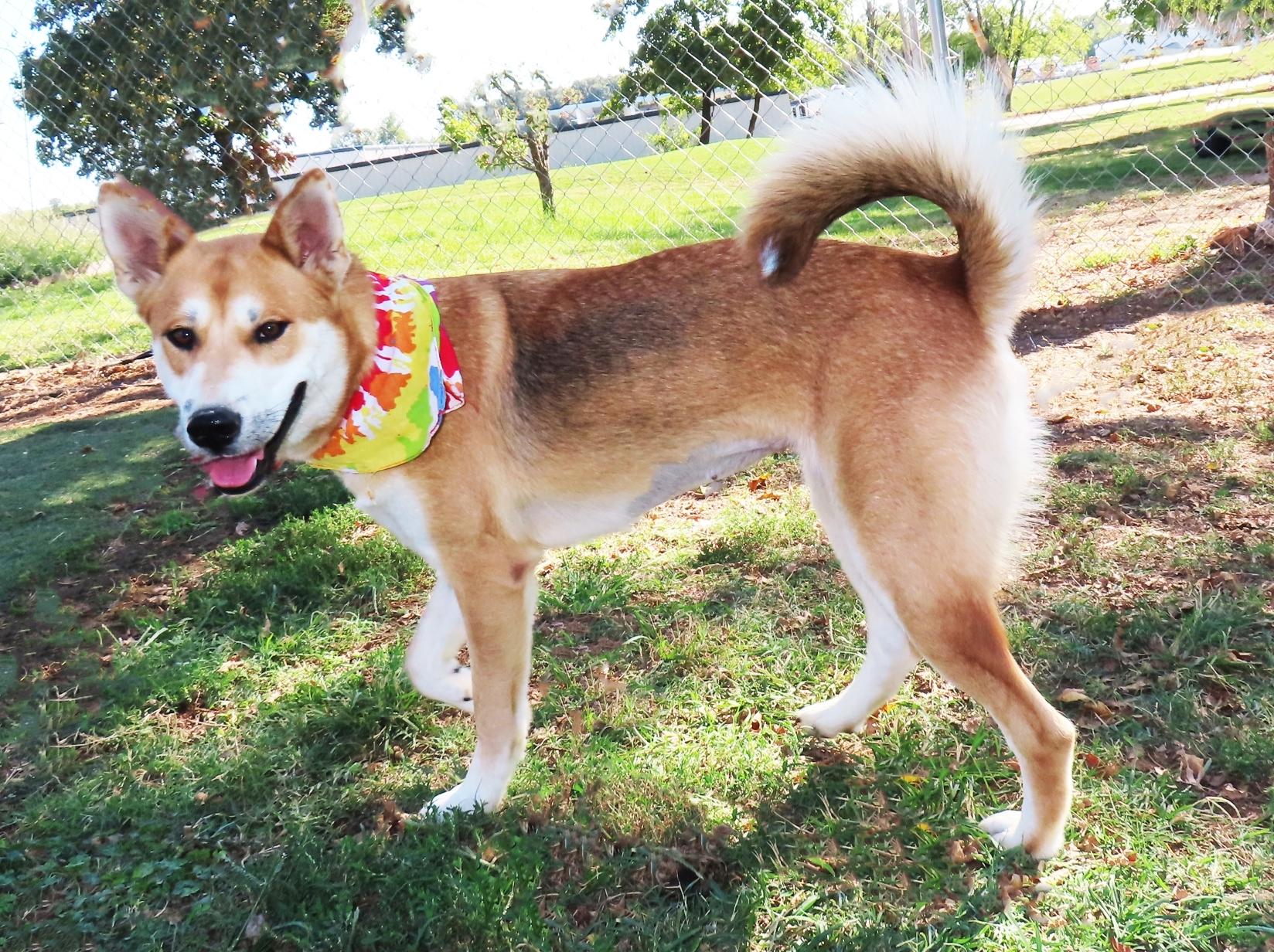 Enlarge Suki 26C-236B, a Adoptable mixed breed in Rogers, AR image 4/5