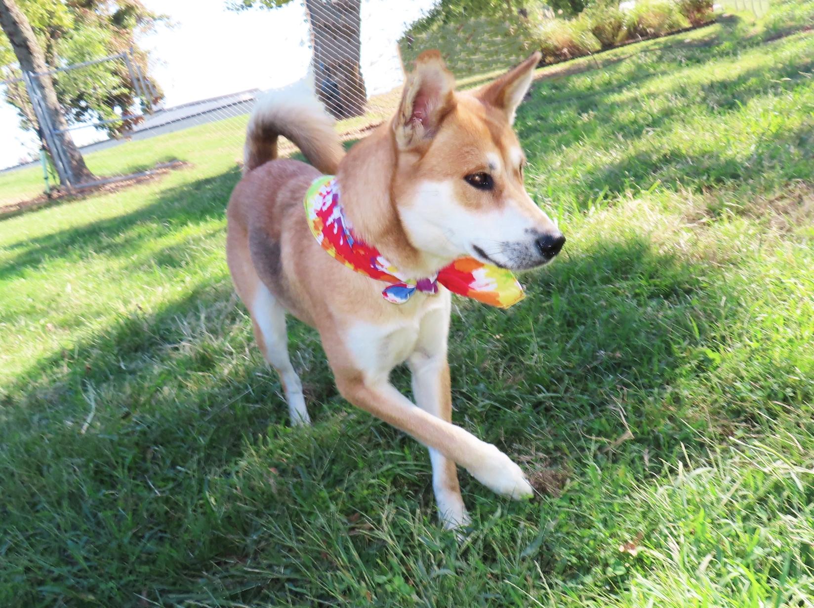 Enlarge Suki 26C-236B, a Adoptable mixed breed in Rogers, AR image 5/5